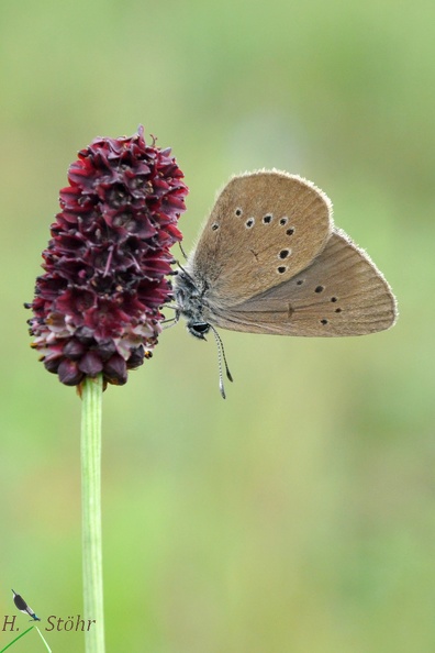 Dunkler Wiesenknopf-Ameisenbläuling - Dusky Large Blue (Phengaris nausithous)
Weibchen - Female
Foto: Henrik Stöhr
Ort: Leipheim
Kamera: Nikon D90, 180mm 1:3,5 Macro (Tamron) nausithous _2_a.jpg